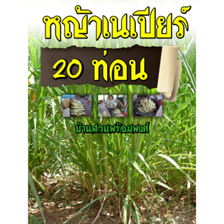 ท่อนพันธุ์หญ้าเนเปียร์ปากช่อง1 20 ท่อน บ้านสวนพร้อมพงศ์