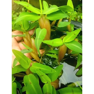🦞เลี้ยงปลากัด🦞/ไม้น้ำที่ปลากัดชอบ🦞ช่วยให้ปลากัดเเข็งเเรง.🦞.ออกลุก🍃เลี้ยงง่ายโตไว🍃..4เเถม1🪼🪽.🦩🪶