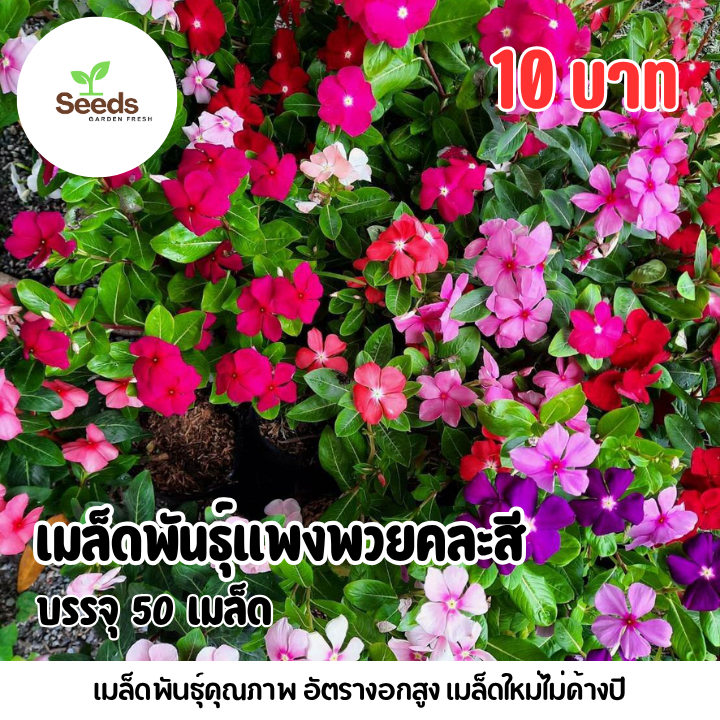 เมล็ดพันธุ์แพงพวยสีคละสี บรรจุ 50 เมล็ด