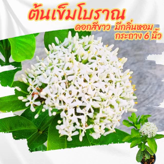 ต้นเข็มโบราณดอกสีขาว กระถาง 6 นิ้ว(ส่งพร้อมกระถาง)