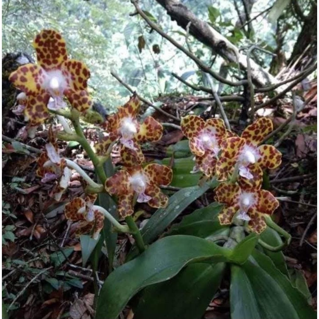Hygrochilus parishii กล้วยไม้ลิ้นกระบือเวียดนามดอกลายจุดเข้ม 180