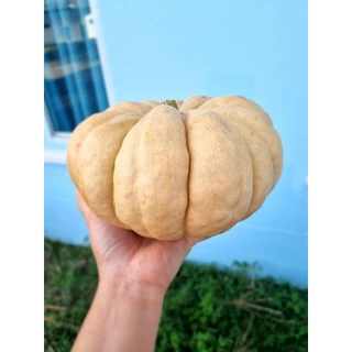 เมล็ดพันธุ์ฟักทองไข่มันลืมผัว 25 เมล็ด