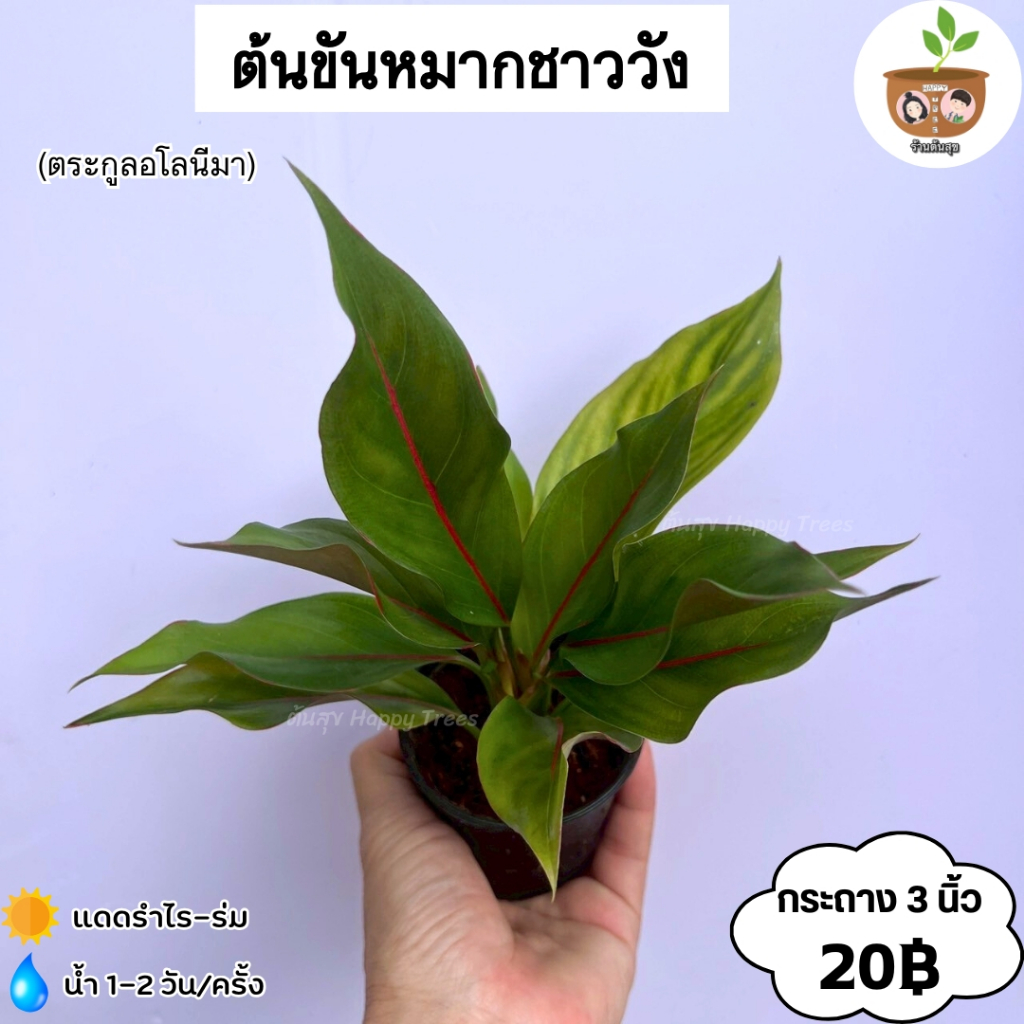 ต้นขันหมากชาววัง จัดส่งที่ 2 ต้นขึ้นไป คละแบบได้