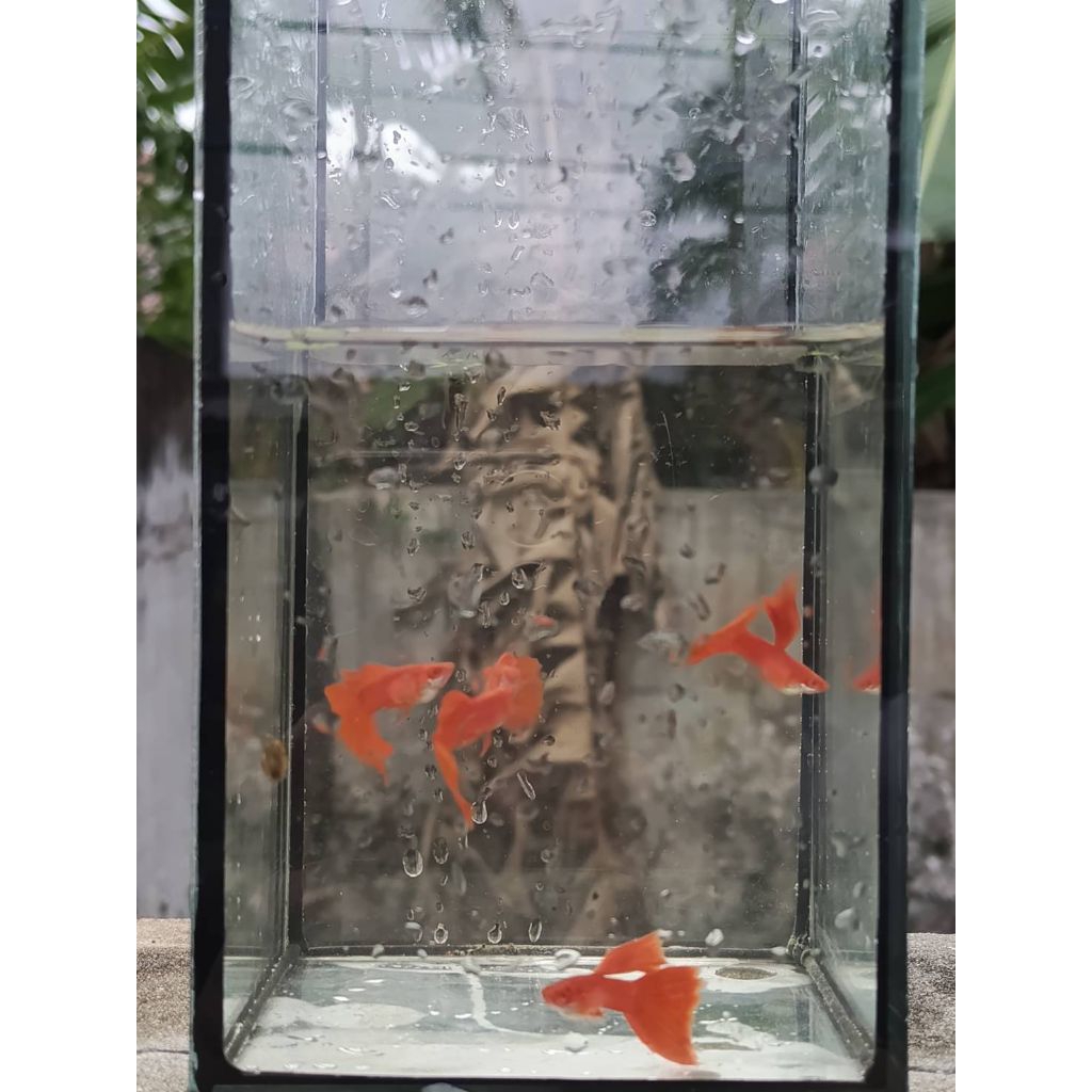 Albino Full Red Guppy fish(อัลบิโน่ ฟูลเรด)