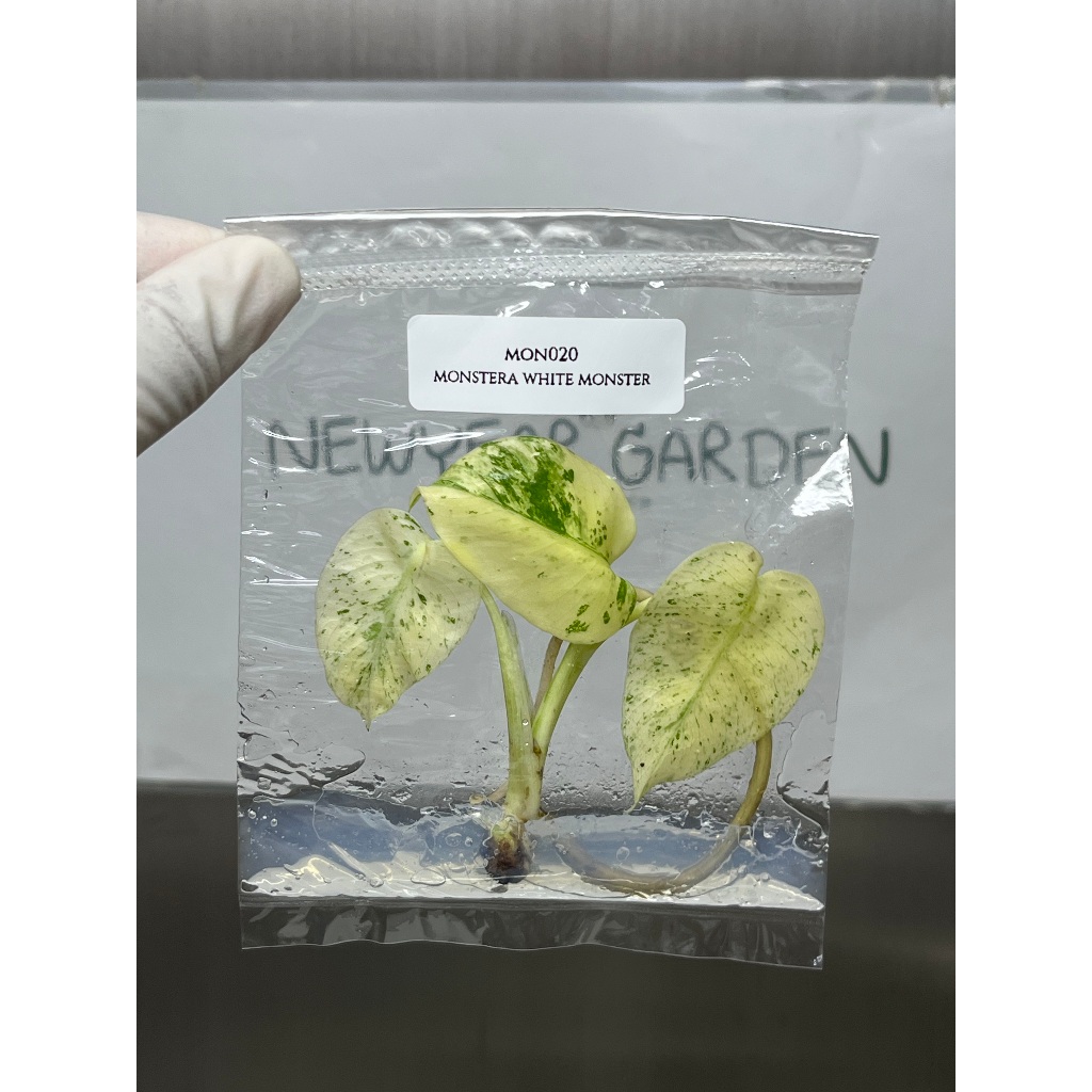 ไม้เนื้อเยื่อ: มอนสเตอร่าไวท์มอนสเตอร์: (MON020) Monstera White Monster Tissue Culture (1 plant/bag)
