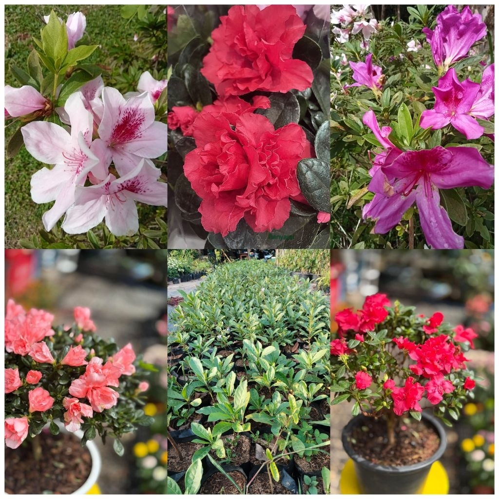 ดอกกุหลาบพันปีลุ้นสีคละสี1ต้นถุงดำสูงประมาณ40-50ซม.