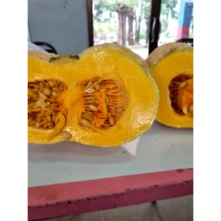 เมล็ดพันธุ์ฟักทองไข่มันลืมผัว 25 เมล็ด