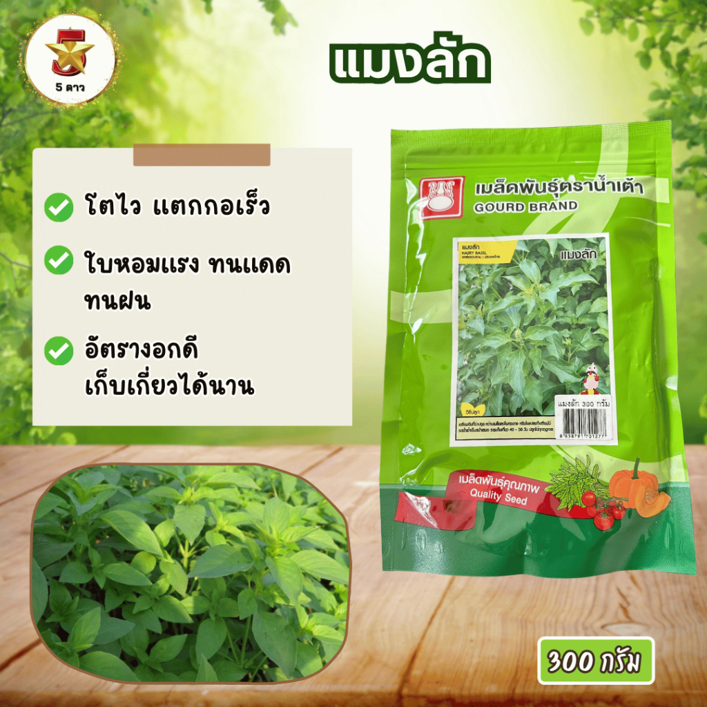 แมงลัก ตราน้ำเต้า ใบหอมแรง ทนแดด ทนฝน