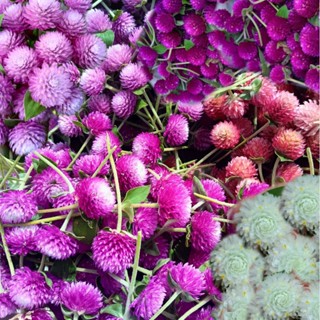 ดอกบานไม่รู้โรยสด เลือกสีได้ ชุด 100 ดอก ดอกสด