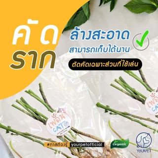 ตำแยแมวสด คัดราก ( พิเศษ 20 ต้น ) รากตำแยแมว ของเล่นแมวชอบ