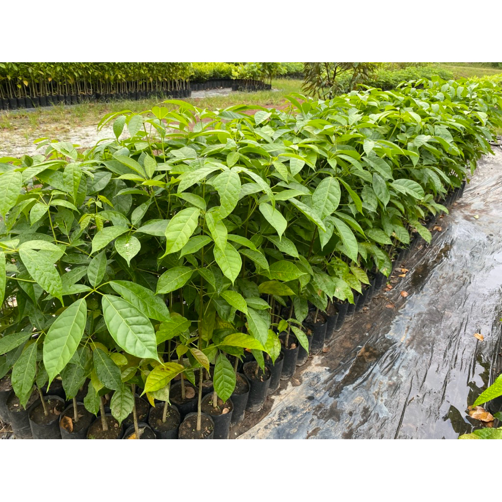 ต้นชมพูพันธุ์ทิพย์ สูง80-100ซม.(ได้ชื่อว่าต้นซากุระเมืองไทย🌸) - รูปที่ 2