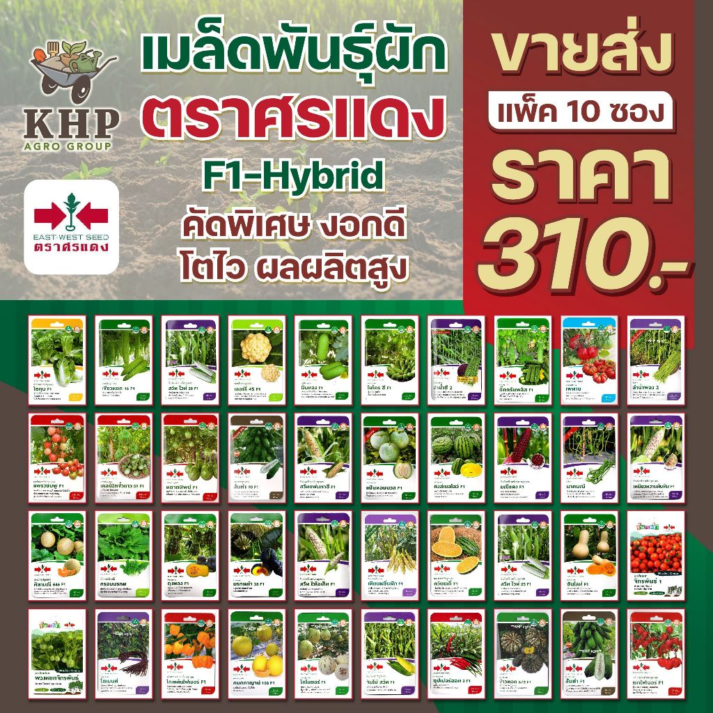 ขายส่ง ยกแพ็ต x 10 ซอง เมล็ดพันธุ์ผักซอง ศรแดง F1 คละชนิดได้ พันธุ์คัดพิเศษ F1- hybrid งอกดี โตไว ผลผลิตสูง