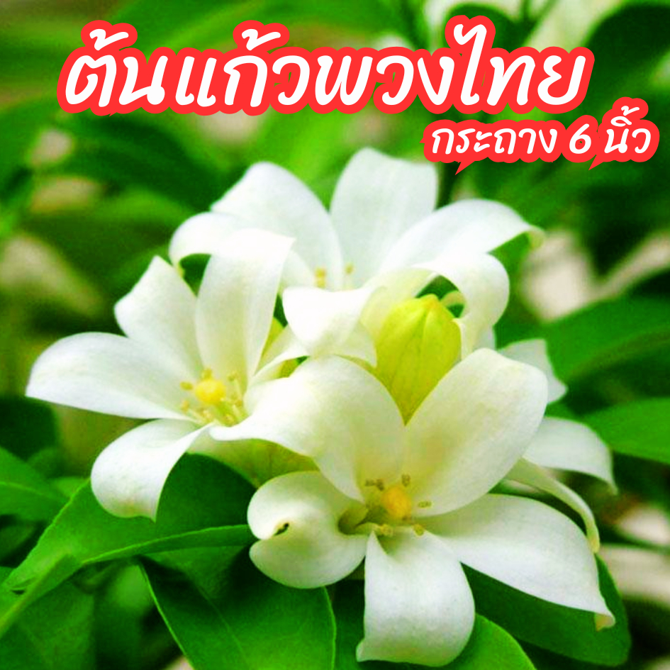 ต้นแก้วพวงไทยดอกหอม แก้วโบราณ กระถาง 6 นิ้ว ดอกมีกลิ่นหอม ดอกออกทั้งปี