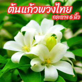 ต้นแก้วพวงไทยดอกหอม แก้วโบราณ กระถาง 6 นิ้ว ดอกมีกลิ่นหอม ดอ…
