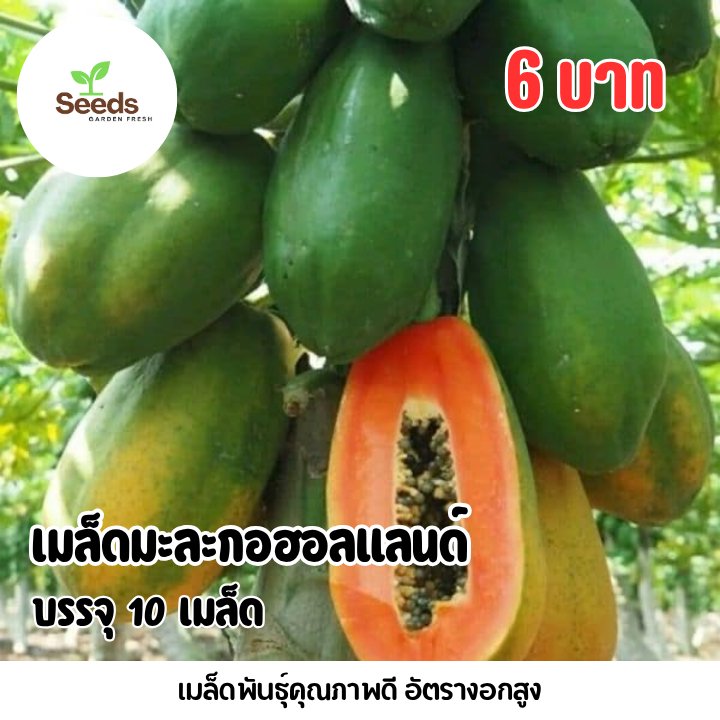 เมล็ดมะละกอฮอลแลนด์ บรรจุ 10 เมล็ด