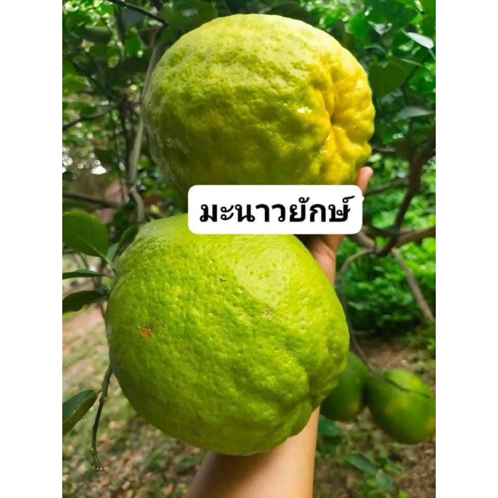 ต้นมะนาวยักษ์ เป็นมะนาวทํานิยมปลูก ผลขนาดใหญ่ เนื้อเยอะ น้ำเยอะ ทานเนื้อได้ น้ำเปรี้ยวจัด และยังปลูกประดับสวนได้ ผลสวย