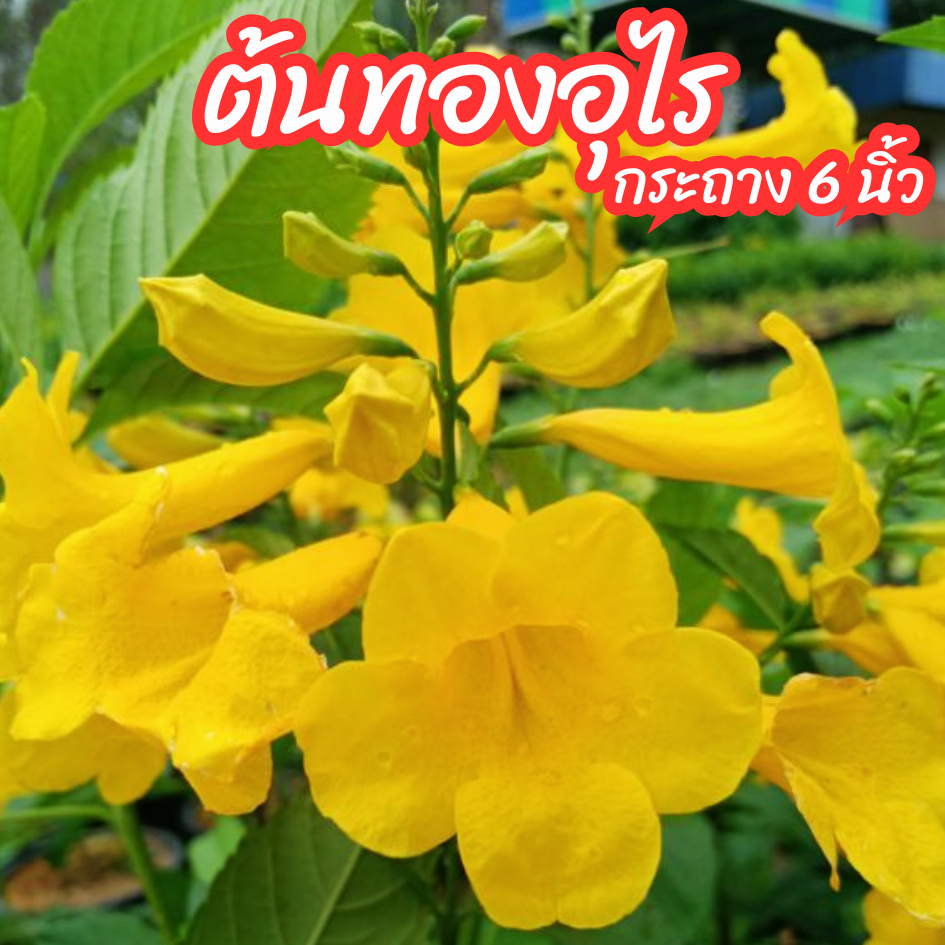 ต้นทองอุไร ทองอุไรเหลือง กระถาง 6 นิ้ว ไม้มงคล ไม้ทนแดด ปลูกแนวรั้วได้