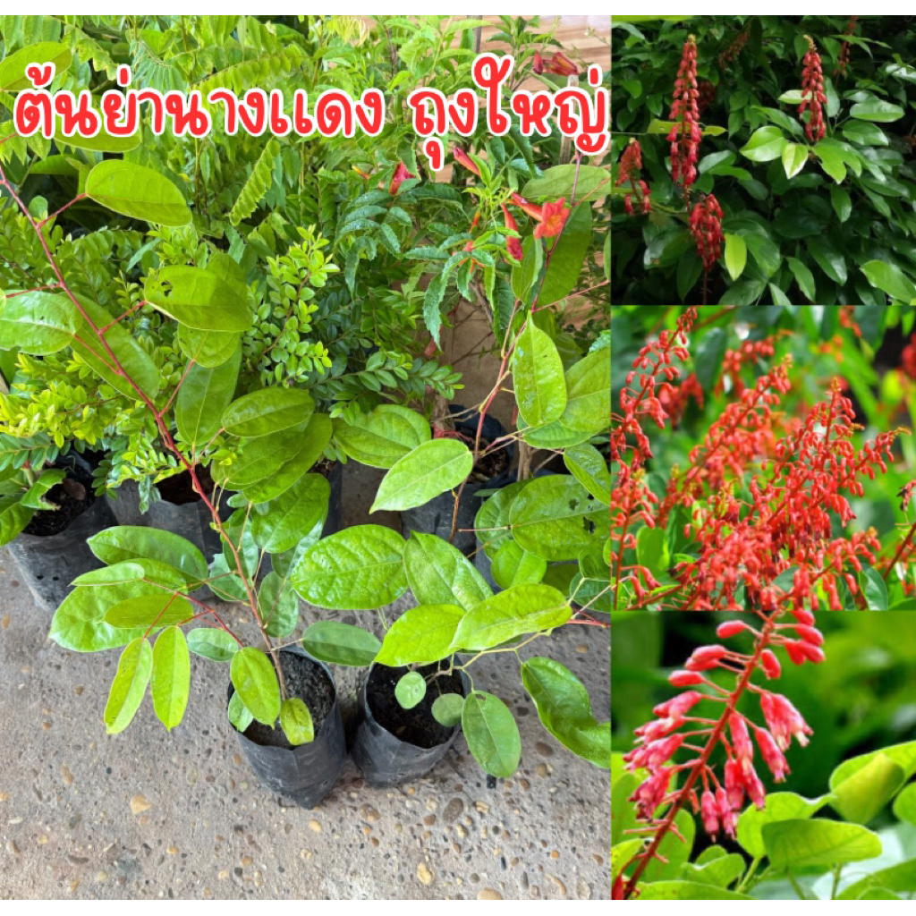 ต้นย่านางแดง ถุงใหญ่ สูง20-30เซน สมุนไพรไทย  พร้อมส่งครับ