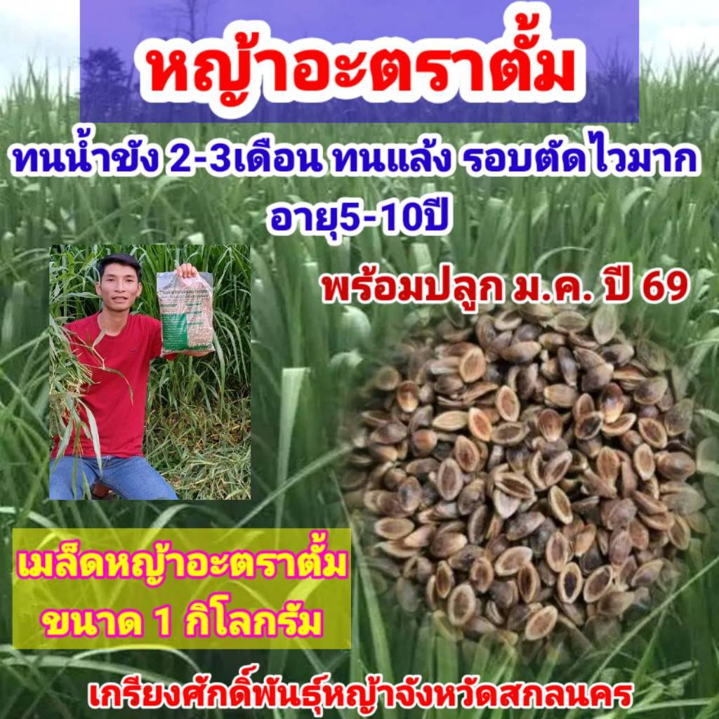 #หญ้าอะตราตั้ม พร้อมปลูกเดือน ม.ค.ปี 69 เป็นต้นไป  #เมล็ดหญ้าอะตราตั้ม  #หญ้าอุบลพาสพาลั่ม #เกรียงศักดิ์พันธุ์หญ้าสกลนคร