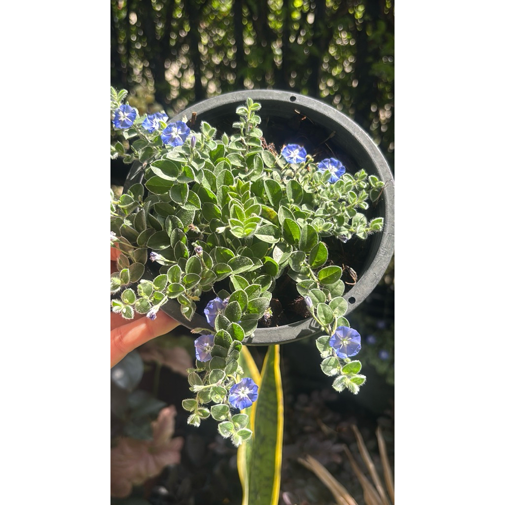 7/5/26  Wild ground morning glory 🦋#ใบต่อก้าน #ไม้เลื้อยคลุมดินขนาดเล็ก ดอกขนาดท่าปลายนิ้วก้อย สีฟ้าสว่างไสวกระถาง6