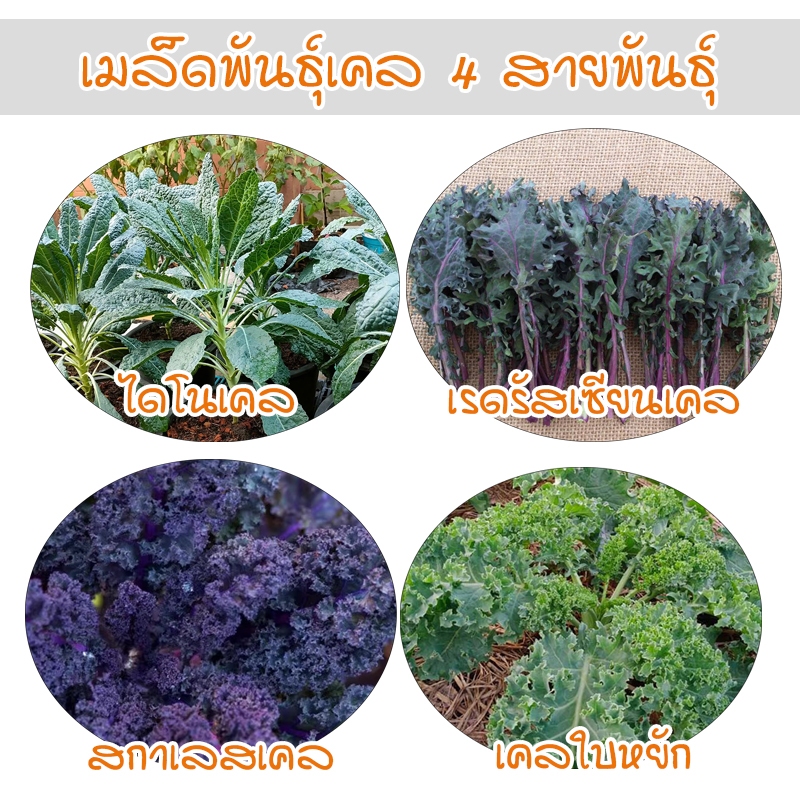 Kale เคลใบหยิก เคล 4 สายพันธุ์ ออแกนิคแท้ โตไว ให้ผลผลิตเร็ว (ซื้อ 10 แถม 1 คละได้)