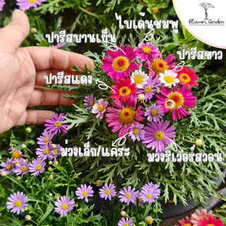 F14 เดซี่แดง ชมพู เหลือง ม่วง ดอกไม้กินได้ ขนาด 8 นิ้ว ส่งทั้งกระถาง ดอกไม้มินิมอลแต่งหน้าเค้ก เดซี่ไข่ดาว ขาว ญี่ปุ่น