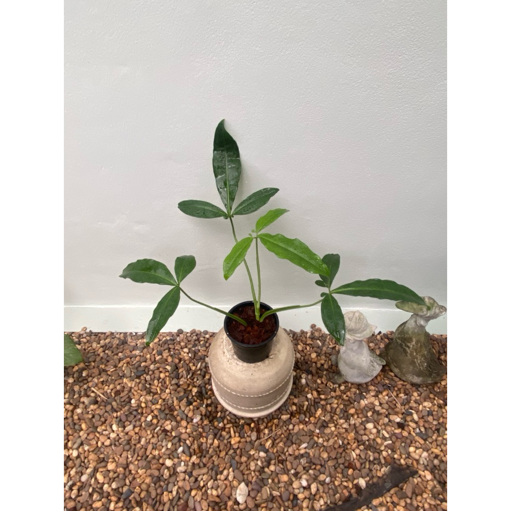 Syngonium five fingers mature form ต้นเต็มฟอร์ม 5 นิ้ว