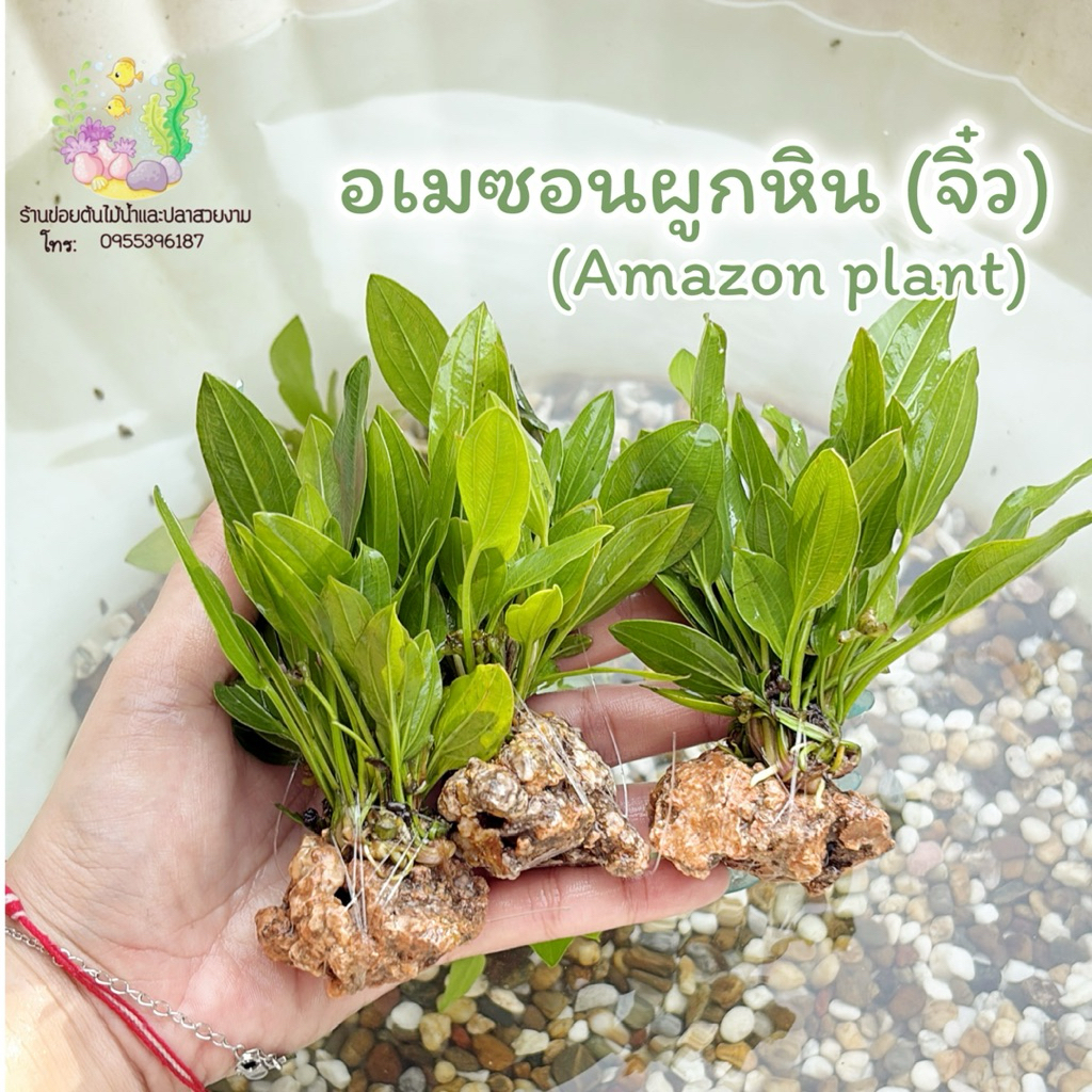อเมซอนผูกหิน (จิ๋ว) ใส่ตู้ปลา ใส่โหลปลากัดได้