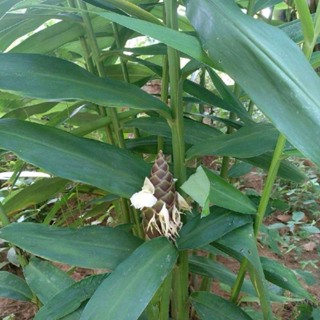 ว่านไพลสด ว่านไพล ว่านไฟ หัวละ30 บาท ช่วยป้องกันภูตผี ใช้เป็…