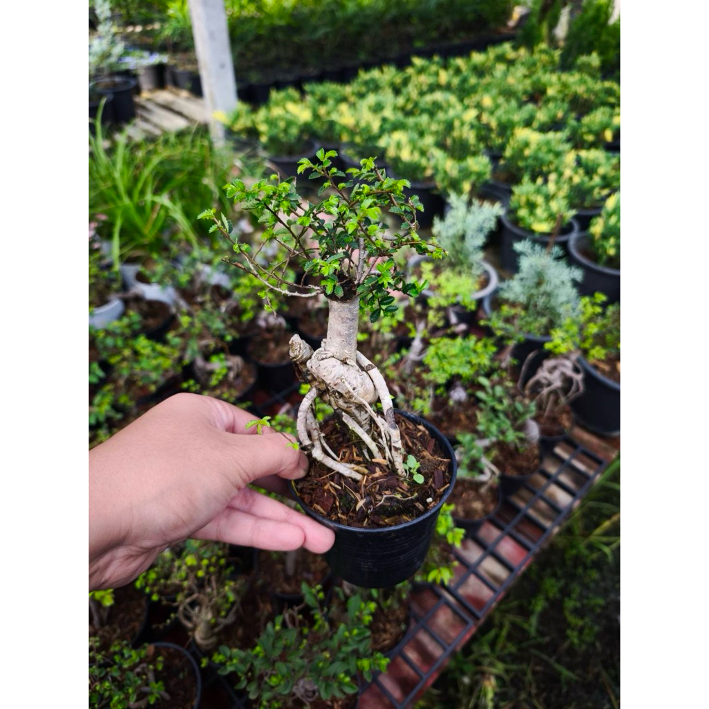 บอนไซเอมจีน กระถาง4นิ้ว โชว์ราก