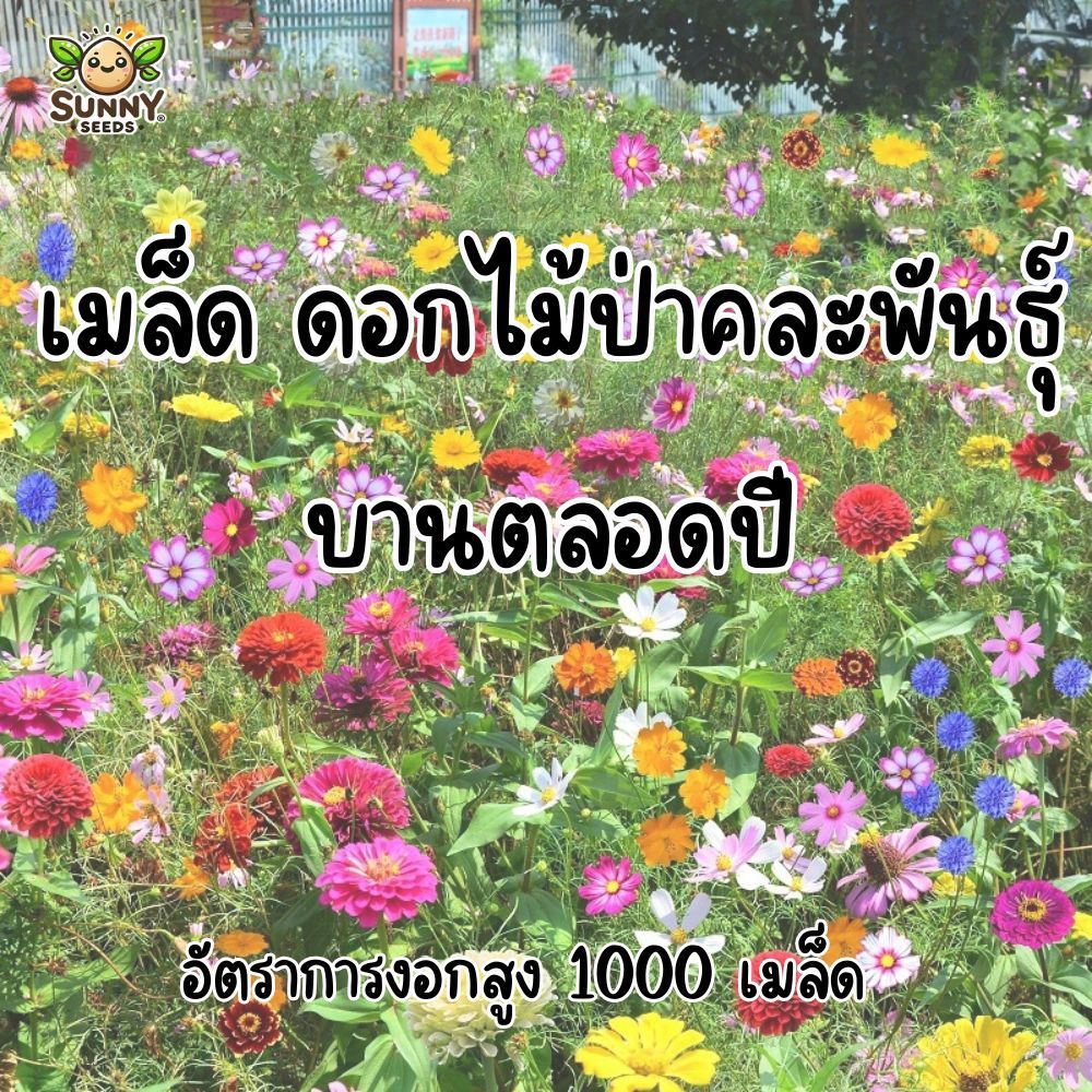 เมล็ดพันธุ์ดอกไม้ป่าคละพันธุ์ (Wildflower Mix) ปลูกง่าย สีสันสดใส เหมาะแต่งสวนให้เหมือนทุ่งดอกไม้ธรรมชาติ