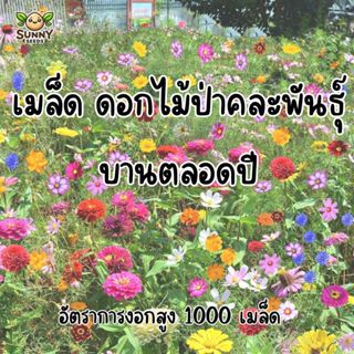 เมล็ดพันธุ์ดอกไม้ป่าคละพันธุ์ (Wildflower Mix) ปลูกง่าย สีสั…