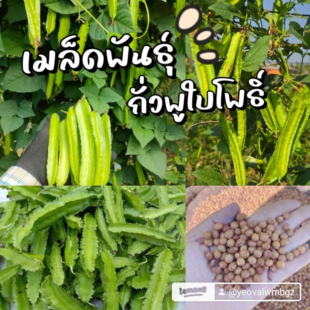เมล็ดพันธุ์ถั่วพูใบโพธิ์เบาติดผลภายใน45วัน50 เมล็ด 39 บาทซื้อ 2 แถม 1