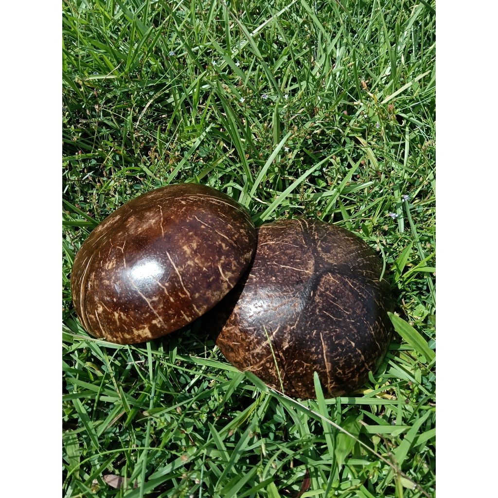 กะลามะพร้าว ขัดและเคลือบแล็คเกอร์ 2ชิ้นขนาด12ซม.ขึ้นไป