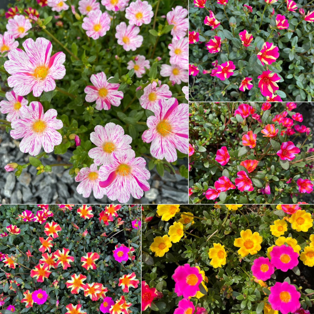 คุณนายตื่นสาย พันธุ์ดอกใหญ่ ดอกลาย และสีเดียว สีสดใสสวยมาก เลี้ยงดูง่าย Flowering Purslane