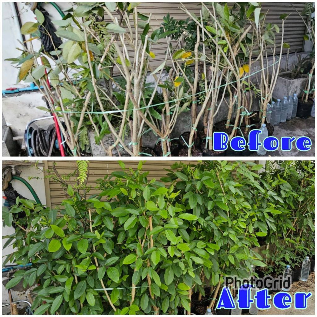 น้ำหมักใบทองหลางน้ำสูตร1(Rhodobacter Capsulatus)หัวเชื้อน้ำหมักใบทองหลางน้ำก้านแดงมีหนามปริมาตร 1ลิตร - รูปที่ 3