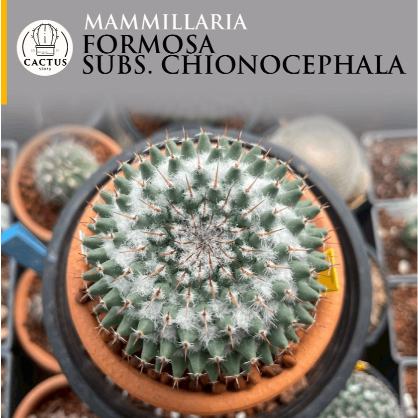 🌸🌸Mammillaria formosa subs. chionocephala🌸🌸 ไม้เมล็ด กระถางดินเผา 3 นิ้ว