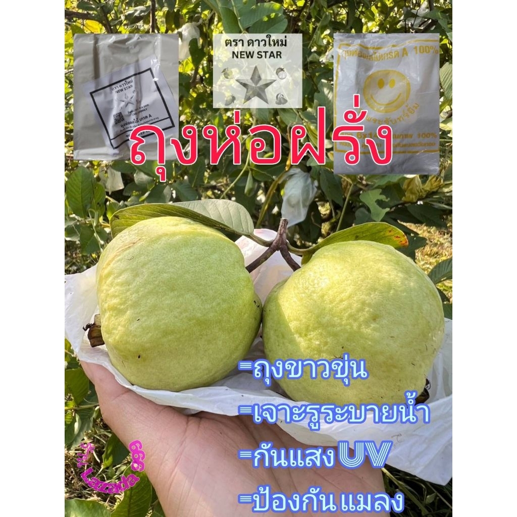 ถุงห่อฝรั่ง ถุงห่อผลไม้ เจาะรูระบายน้ำ จากโรงงาน กันแสง UV กันแมลง สีขาวขุ่น