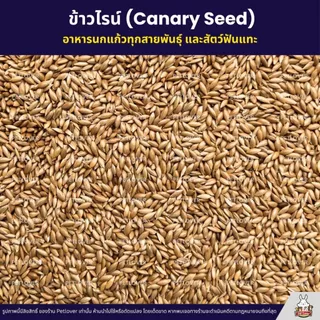 ข้าวไรย์ Canary Seed อาหารนกแก้ว และสัตว์พันแทะ ข้าวไรน์บำรุงให้ขนสวย มันเงา (แบ่งขาย 500G / 1KG)