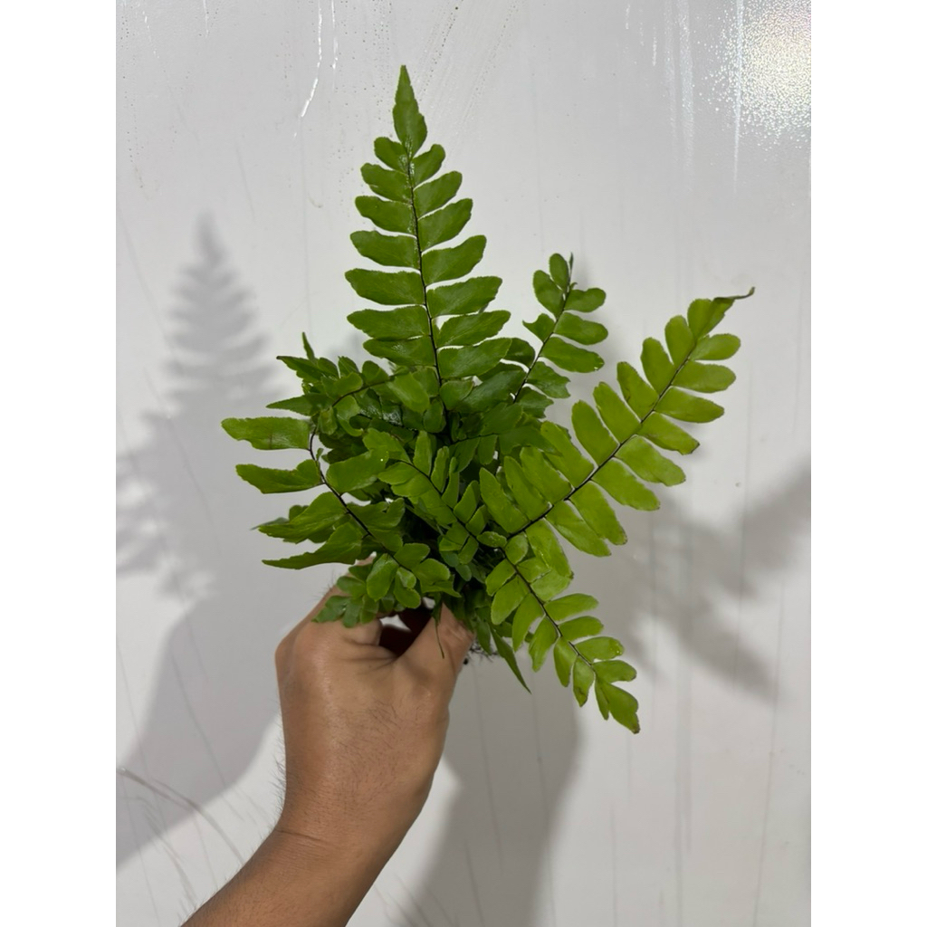 เฟิร์นก้านดำ เฟิร์นก้านดำใส่โหลปลา 12แถม12ต้น - รูปที่ 6