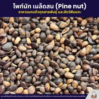 ไพน์นัท Pine Nut หรือ ถั่วเม็ดสน สำหรับนกแก้วขนาดกลาง - ใหญ่ และสัตว์ฟันแทะ (แบ่งขาย 50G / 100G)