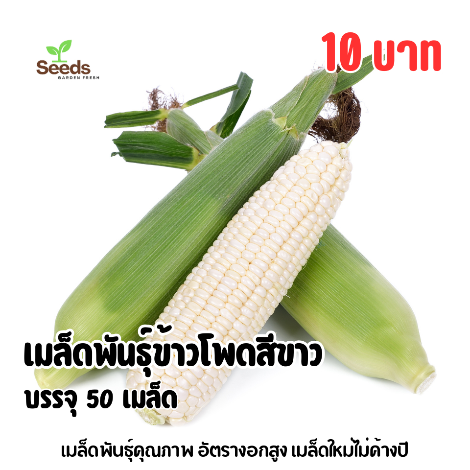 เมล็ดพันธุ์ข้าวโพดสีขาว บรรจุ 50 เมล็ด