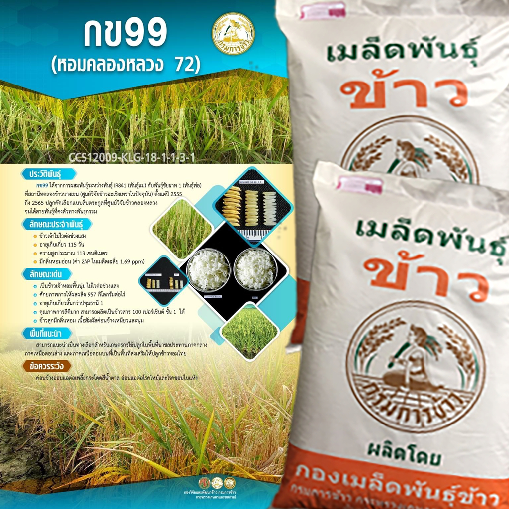 เมล็ดพันธุ์ข้าว กข99 (หอมคลองหลวง 72) แบ่ง 5-10 กก. จาก กระสอบ ชั้นพันธุ์ขยาย กรมการข้าว