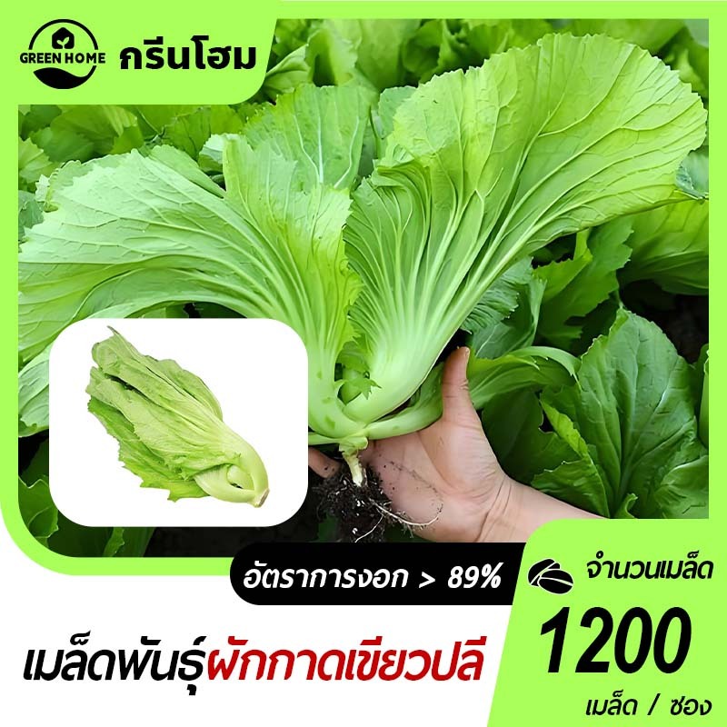 1200 เมล็ด เมล็ดพันธุ์ ผักกาดเขียวปลี ผักกาดเขียวใบหยิก มัสตาร์ดโอซาก้า  ลูกง่าย กอใหญ่