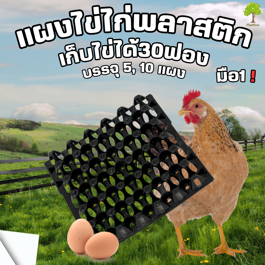 ถาดไข่พลาสติก ไข่เป็ดไข่ไก่ เบอรืใหญ่ 0-3 บรรจุ ,5,10 แผง  มือ1  ขนาด 30x30x5 ซม. มี2สี