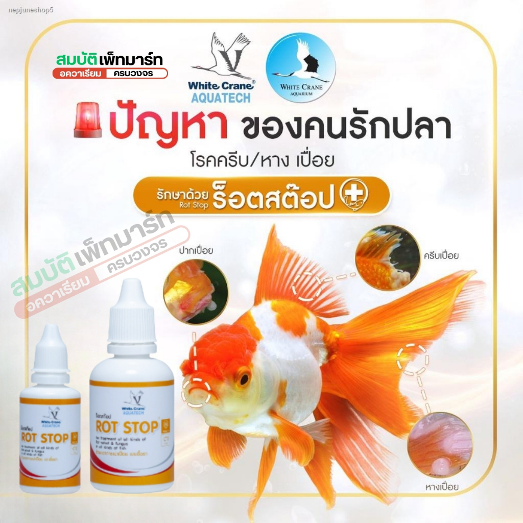 Rot Stop ร๊อตสต๊อป ควบคุมปรสิตภายนอก และป้องกันอาการที่เกิดจากเชื้อรา เน่าเปื่อย เหงือกเน่า ในปลา