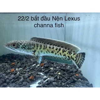 LEXUS PRO for Auranti อาหารปลาช่อนน้ำเย็น เร่งครีบ เร่งสี สูตร PRO 25g.