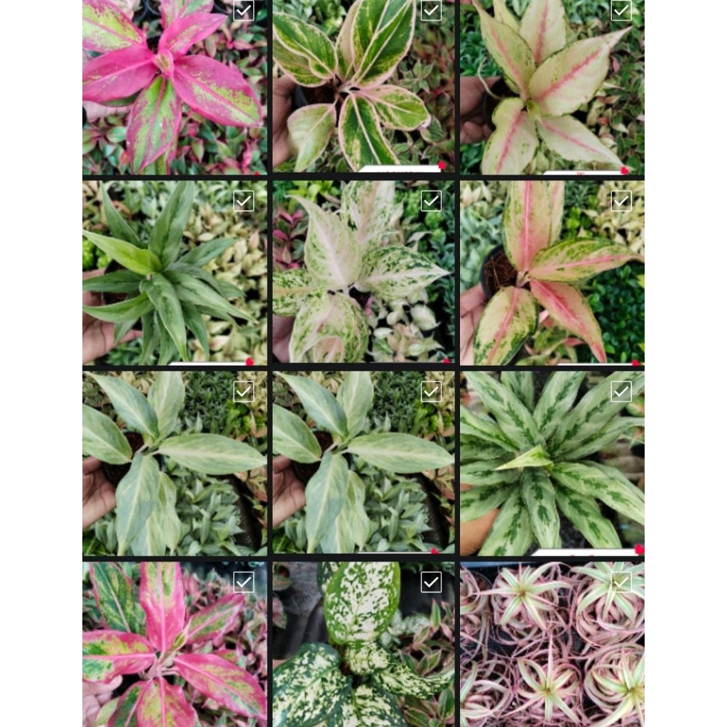 🌿💚ไม้มงคล ไม้ฟอกอากาศ ไม้จิ๋ว ❤️🌿 กระถาง3 นิ้ว 5แถม1♥️10แถม3 - รูปที่ 4