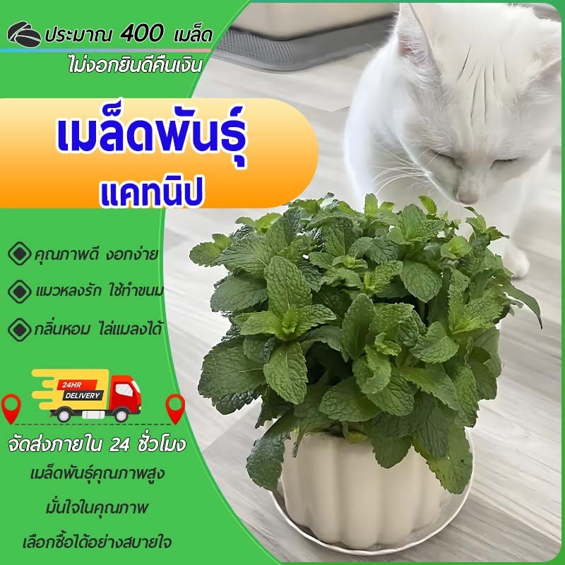400 เมล็ด เมล็ดพันธุ์แคทนิป เมล็ดแคทนิป แมวชอบมาก งอกไว กลิ่นหอม แมวฟินกลิ้งทั้งวัน