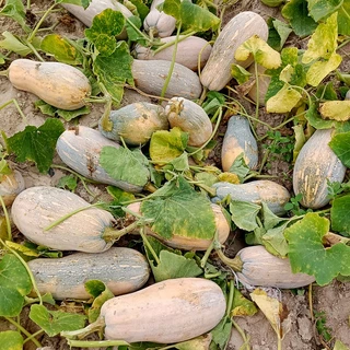 เมล็ดพันธุ์ ฟักทอง ใบเตย แปดริ้ว บรรจุ 10 เมล็ด Sweet Pumpkin Seeds for Planting Butternut Squash Seeds Vegetables Seeds